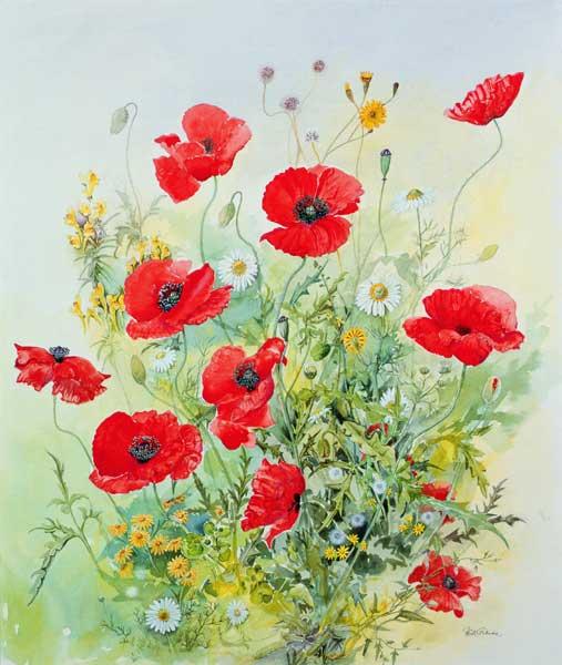 Poppies and Mayweed 