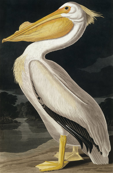 American White Pelican, from 'Birds of America', engraved by Robert Havell (1793-1878) published 183 from John James Audubon