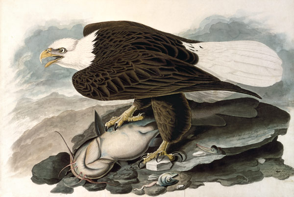 The white-headed eagle (from The Birds of America) from John James Audubon