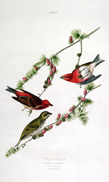 Purple Finch, from 'Birds of America', engraved by William Home (1788-1859) (coloured engraving) from John James Audubon