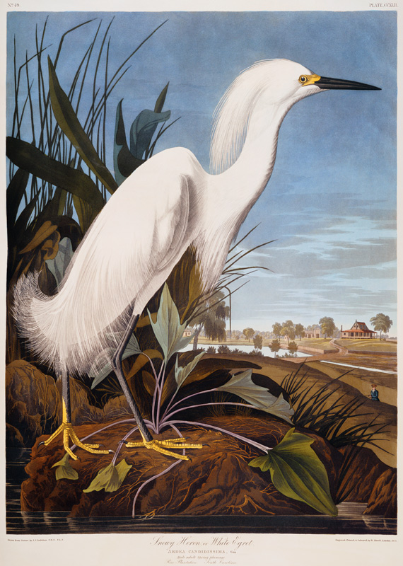 Snowy Heron, or White Egret (Egretta Thula),  Rice Plantation, South Carolina From ''The Birds Of Am from John James Audubon
