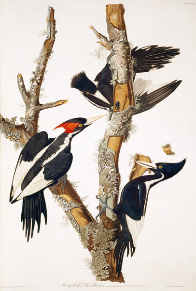 Ivory-billed Woodpecker, from ''Birds of America'', 1829 (see 195912 for detail) from John James Audubon