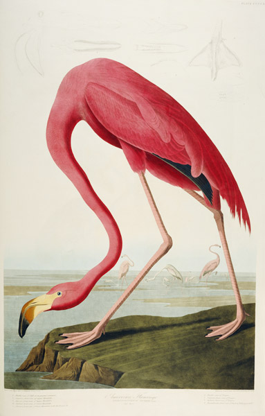 American Flamingo from John James Audubon