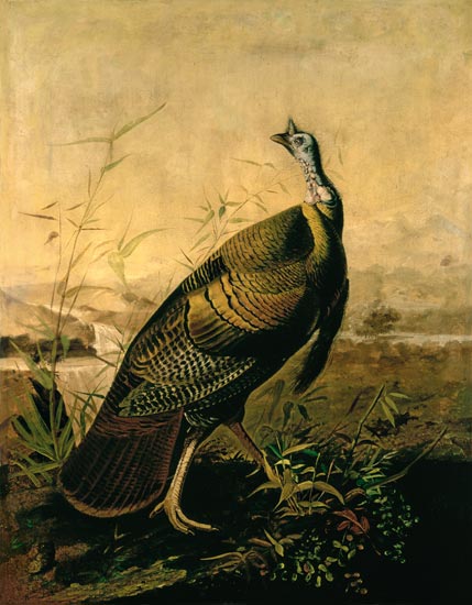 The American Wild Turkey Cock from John James Audubon
