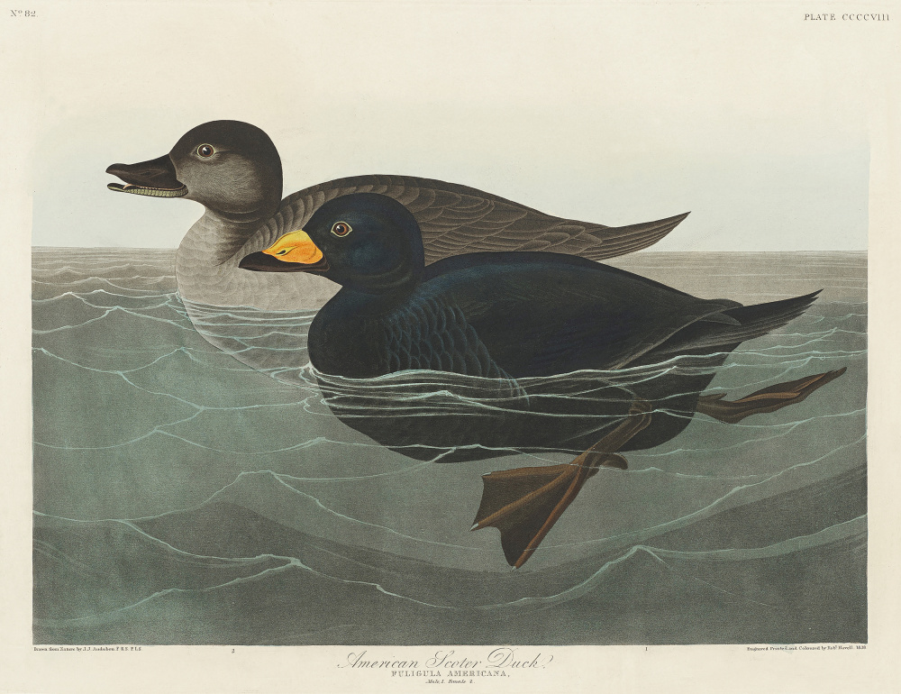 American Scoter Duck From Birds of America (1827) from John James Audubon