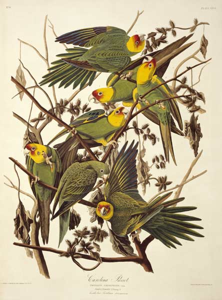 Carolina Parakeet, from 'Birds of America' from John James Audubon