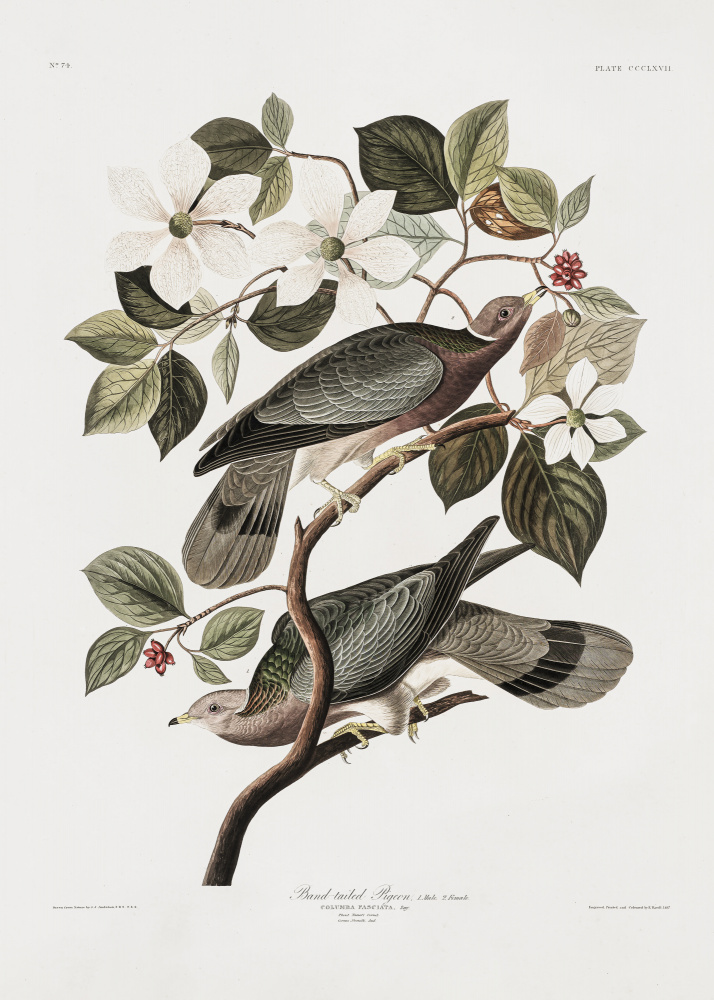 Brand Tailed Pigeon From Birds Of America (1827) from John James Audubon
