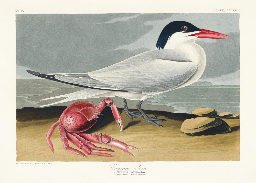 Cayenne Tern From Birds of America (1827) from John James Audubon