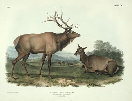 Cervus Canadensis (American Elk, Wapiti Deer), plate 62 from 'Quadrupeds of North America', engraved from John James Audubon