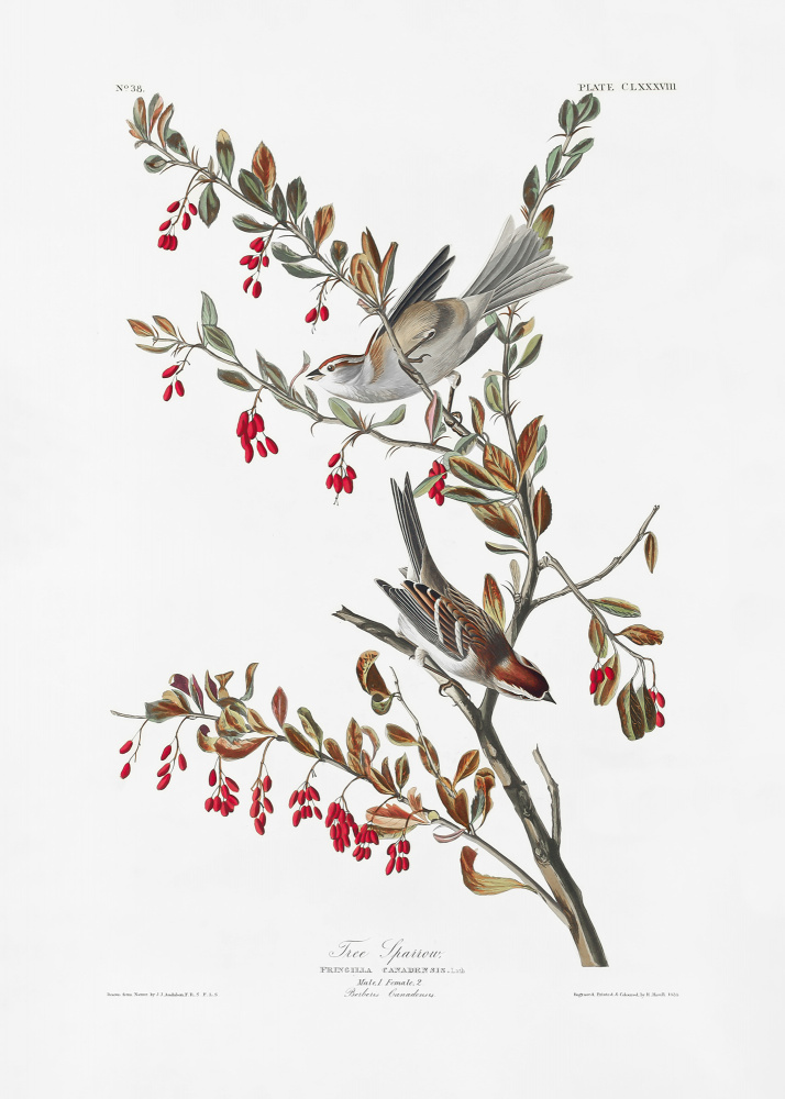 Tree Sparrow From Birds of America (1827) from John James Audubon