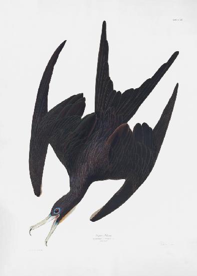 Frigate Pelican From Birds of America (1827)