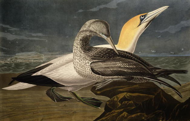 Gannets, from 'Birds of America', engraved by Robert Havell (1793-1878) published 1836 (coloured eng from John James Audubon