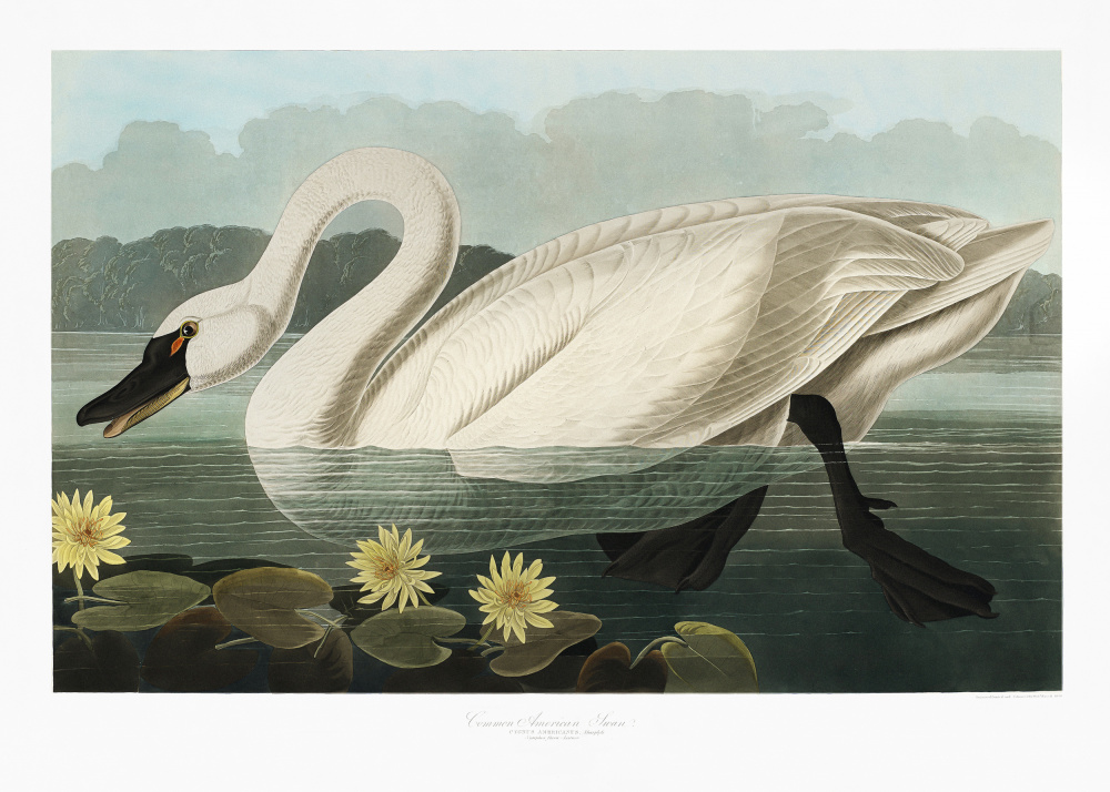 Common American Swan From Birds of America (1827) from John James Audubon