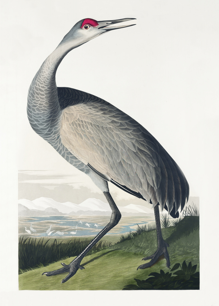 Hooping Crane From Birds of America (1827) from John James Audubon