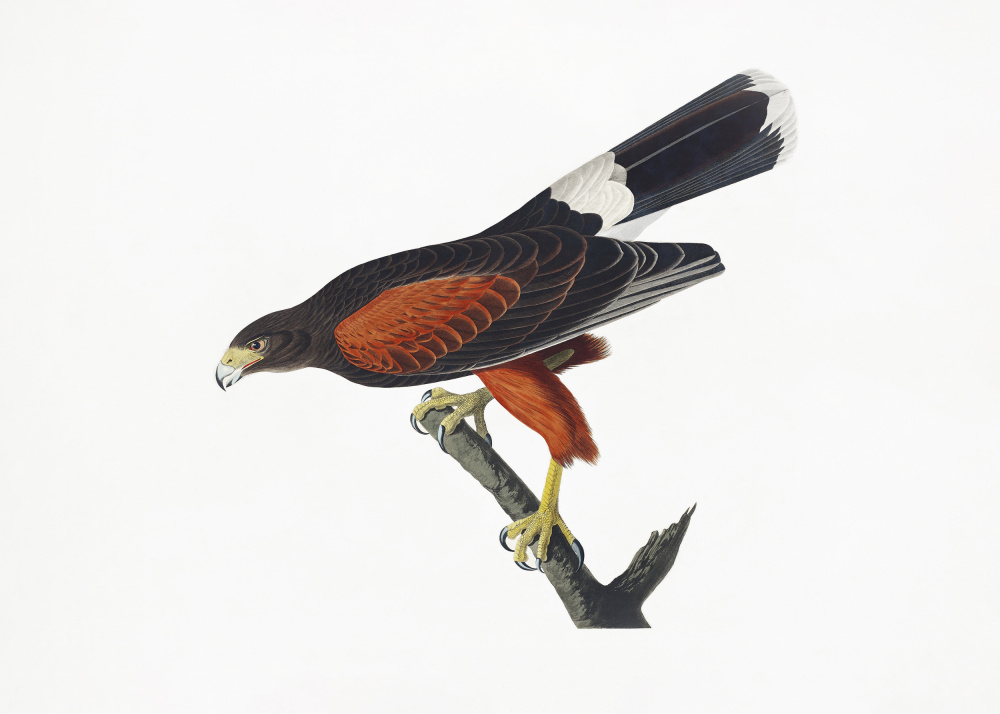 Louisiana Hawk From Birds of America (1827 from John James Audubon