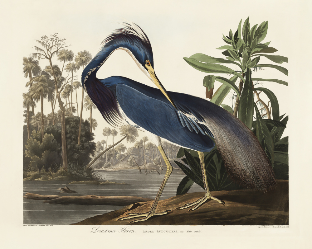 Louisiana Heron From Birds of America (1827) from John James Audubon