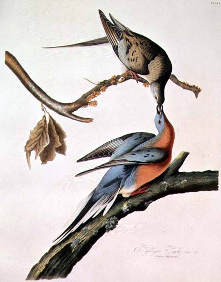 Passenger Pigeon, from 'Birds of America' from John James Audubon