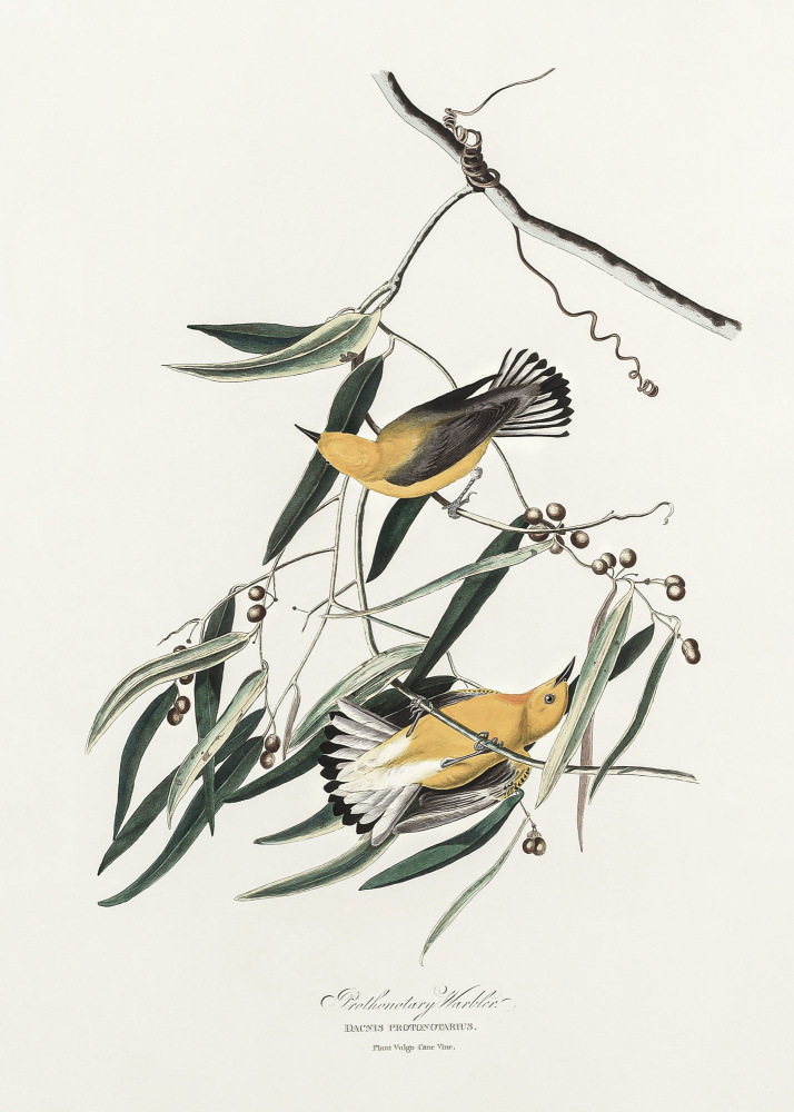 Prothonotary Warbler From Birds of America (1827) from John James Audubon
