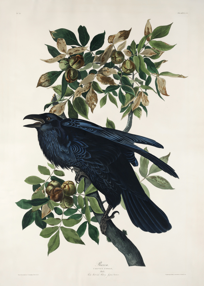 Raven From Birds of America (1827) from John James Audubon