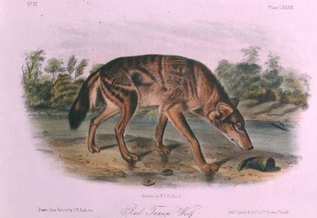 Red Wolf from Quadrupeds of North America (1842-5) from John James Audubon