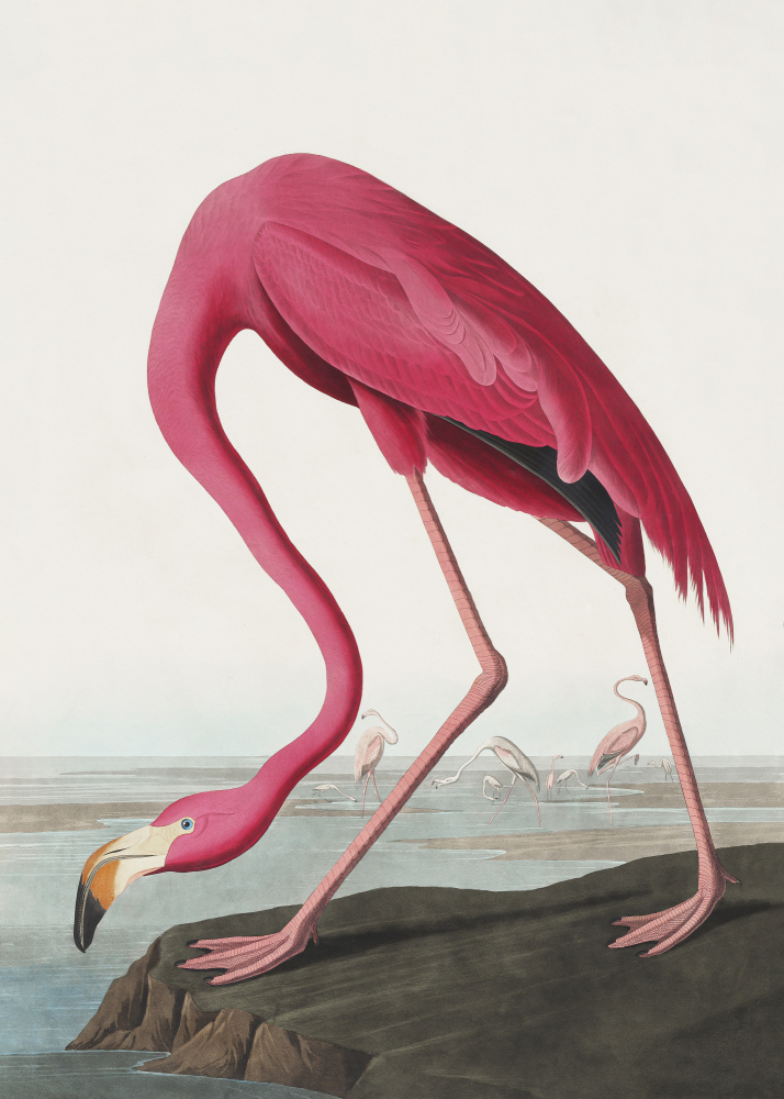 Pink Flamingo Ii From Birds of America (1827) from John James Audubon