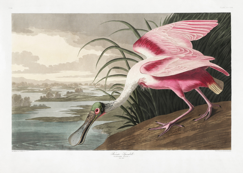 Roseate Spoonbill From Birds of America (1827) from John James Audubon