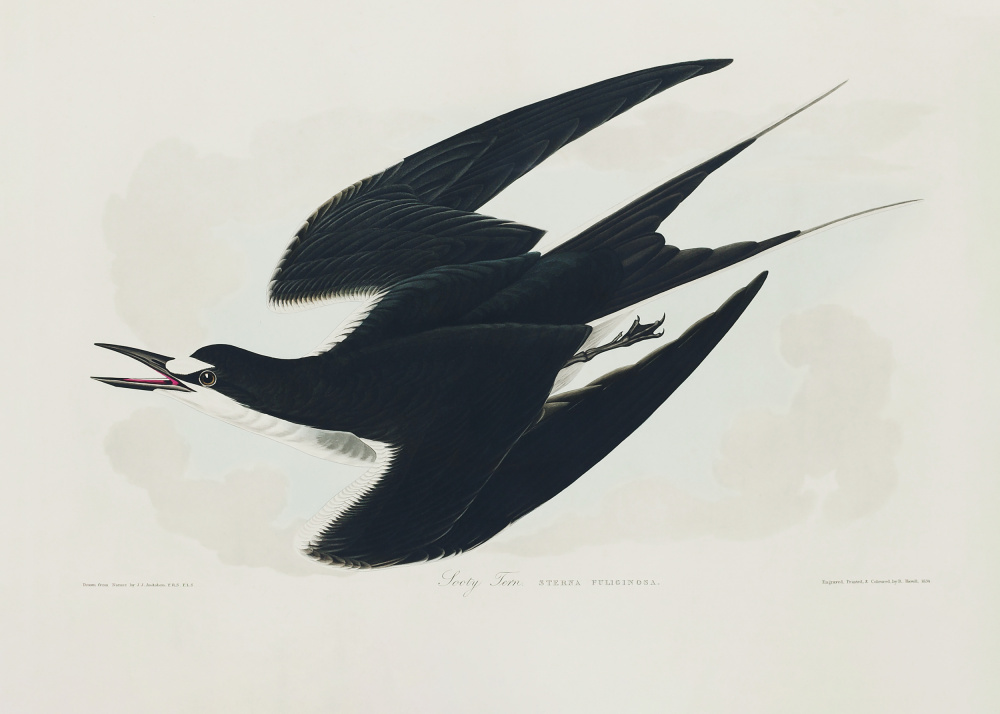 Sooty Tern From Birds of America (1827) from John James Audubon