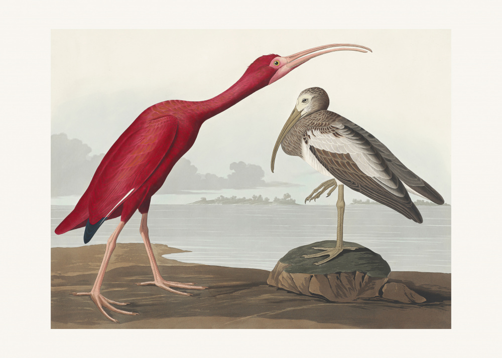 Scarlet Ibis From Birds of America (1827) from John James Audubon