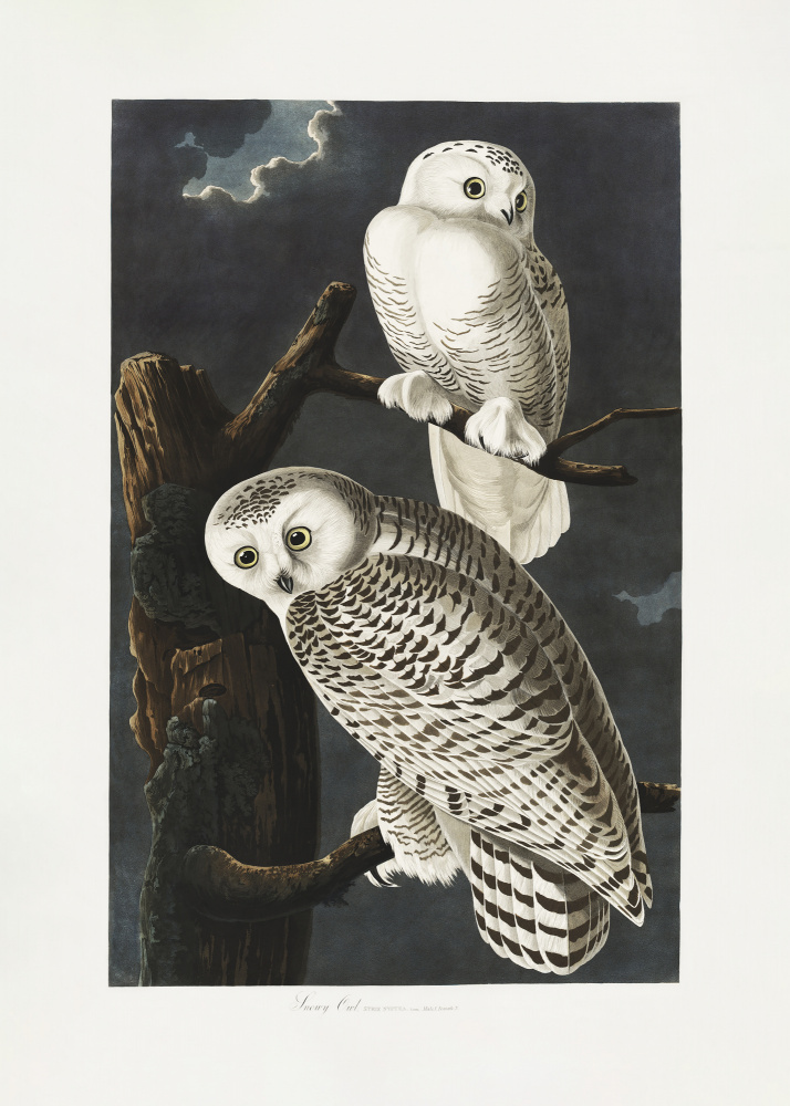 Snowy Owl From Birds of America (1827) from John James Audubon