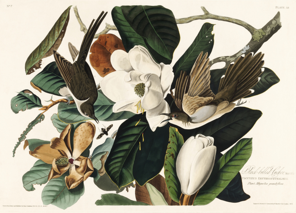 Black Billed Cuckoo From Birds of America (1827) from John James Audubon