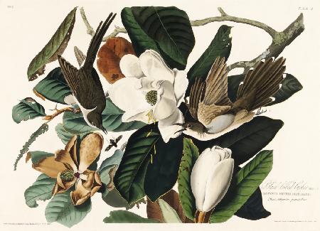 Black Billed Cuckoo From Birds of America (1827)