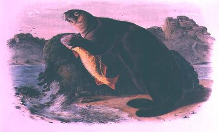 Sea Otter from Quadrupeds of North America (1842-5) from John James Audubon