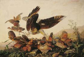 Red-Shouldered Hawk Attacking Bobwhite Partridges