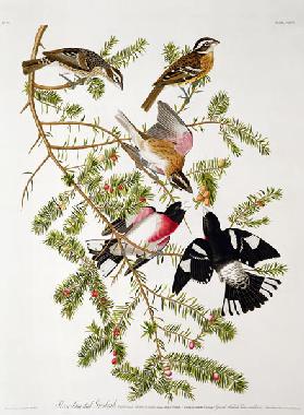 Rose-breasted Grosbeak, from 'Birds of America', engraved by Robert Havell (1793-1878) (coloured eng