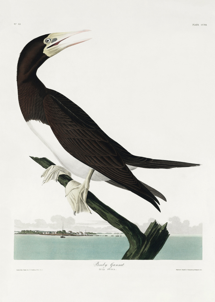 Booby Gannet From Birds of America (1827) from John James Audubon