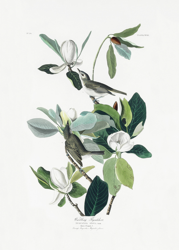 Warbling Flycatcher From Birds of America (1827) from John James Audubon