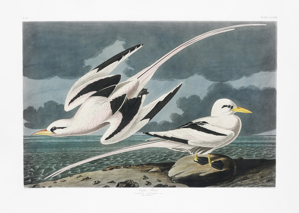Tropic Bird From Birds of America (1827) from John James Audubon