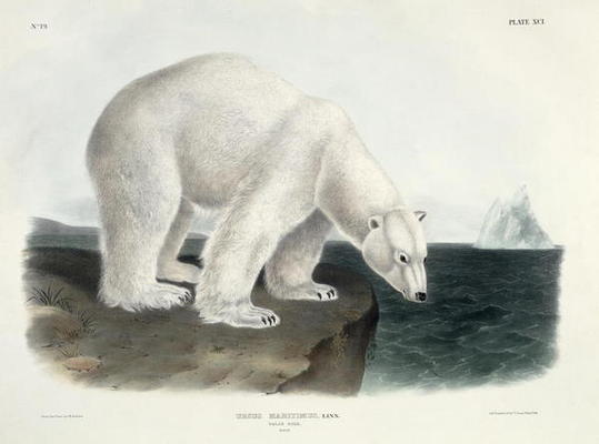 Ursus Maritimus (Polar Bear), plate 91 from 'Quadrupeds of North America', engraved by John T. Bowen from John James Audubon