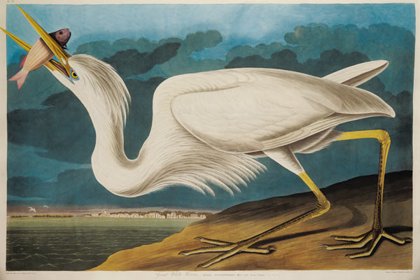 Great White Heron, from 'Birds of America', engraved by Robert Havell (1793-1878) 1835 (coloured eng from John James Audubon