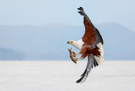 Beauty of Fish Eagle