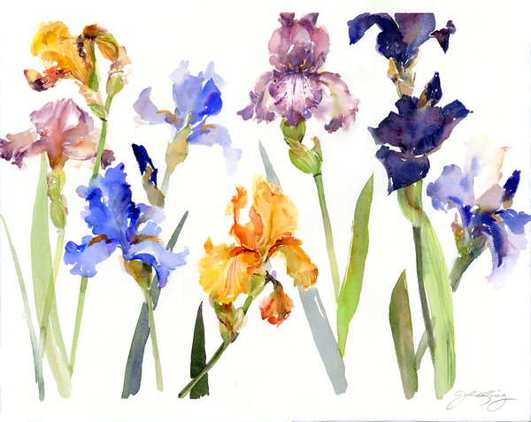 Iris from John Keeling