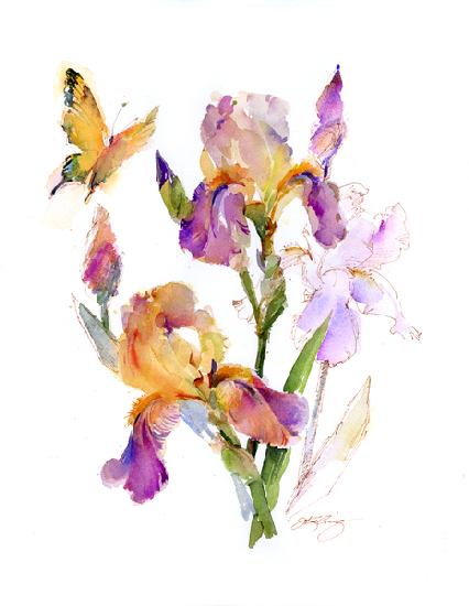 Iris with yellow butterfly