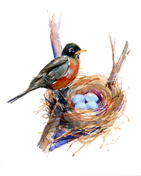 Robin with nest from John Keeling