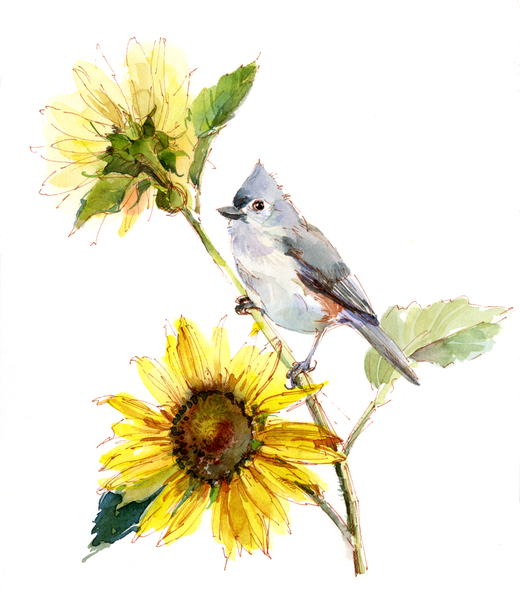 Titmouse with Sunflower from John Keeling
