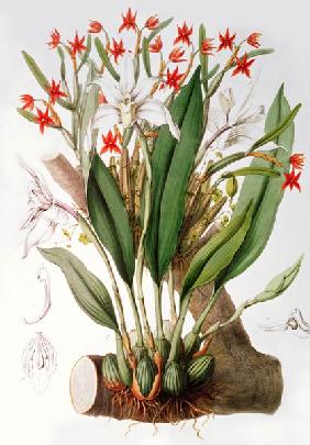 Orchid: Diothonca imbricata and Maxillaria eburnea from `SertumOrchidaceum'