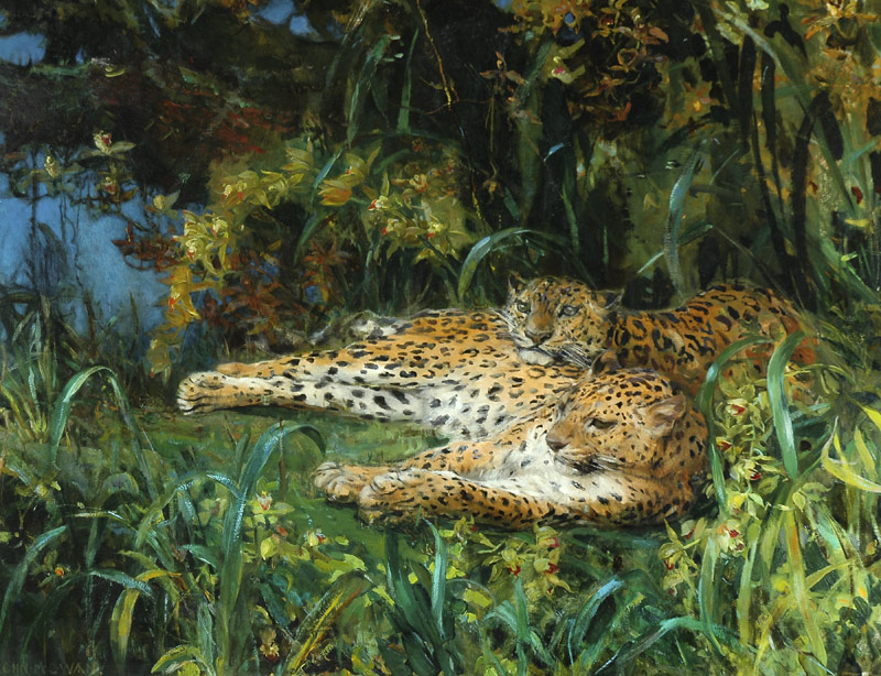 Indian Leopards from John Macallan Swan