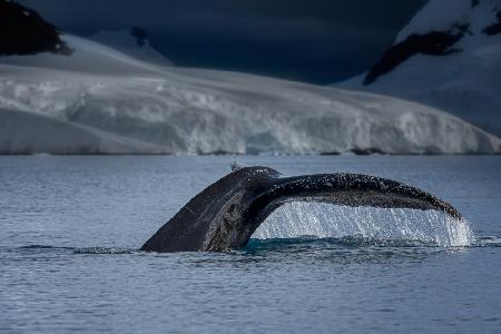 A Whale in Antarctica
