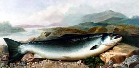 Still Life of a Salmon on a Riverbank in a Mountainous Landscape