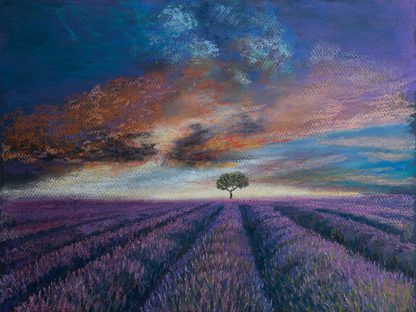 Lavender fields of Normandy from Margo Starkey