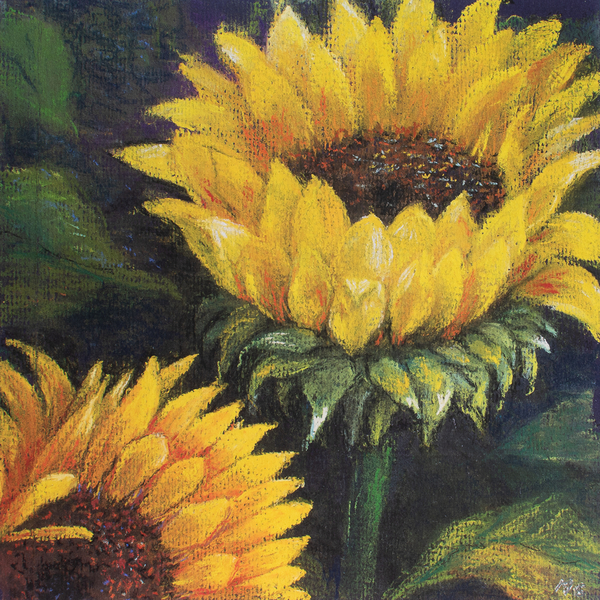 Sunflowers from Margo Starkey
